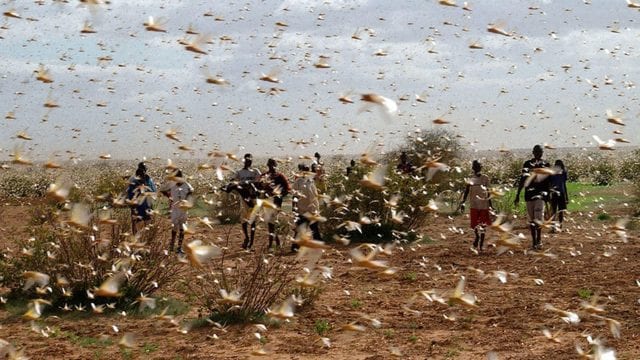 Giampiero Diana / FAO